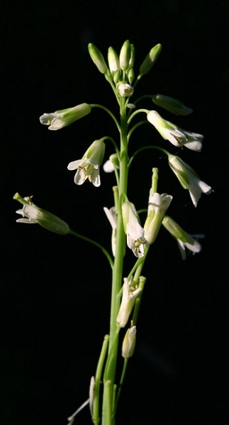 Pflanzenbild gross Turmkraut - Turritis glabra