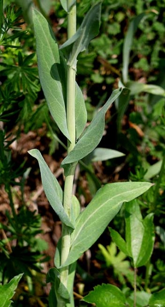 Pflanzenbild gross Turmkraut - Turritis glabra