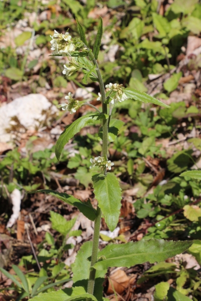 Pflanzenbild gross Turm-Gänsekresse - Arabis turrita