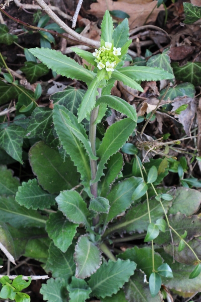 Pflanzenbild gross Turm-Gänsekresse - Arabis turrita