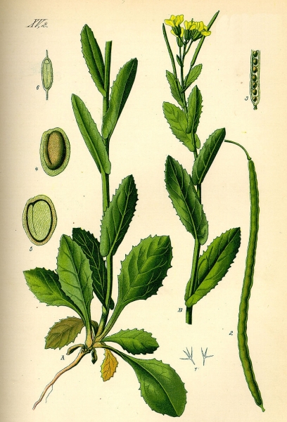 Pflanzenbild gross Turm-Gänsekresse - Arabis turrita