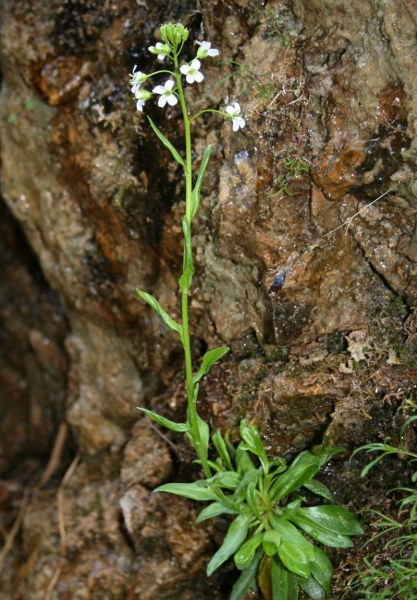 Pflanzenbild gross Bach-Gänsekresse - Arabis subcoriacea