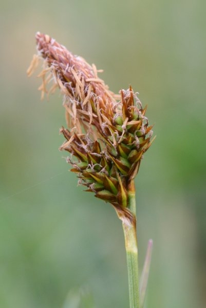 Pflanzenbild gross Frühlings-Segge - Carex caryophyllea