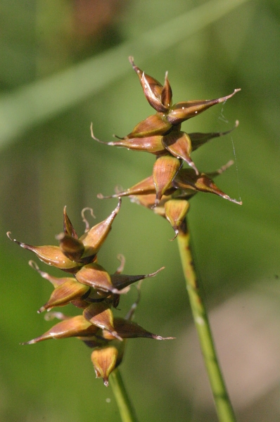 Pflanzenbild gross Davalls Segge - Carex davalliana