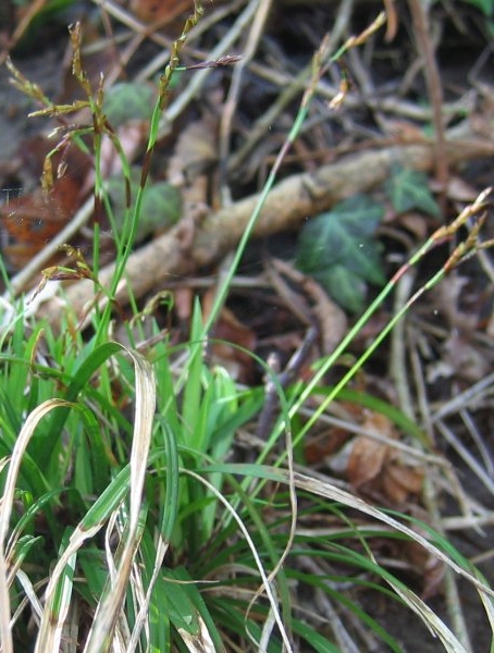 Pflanzenbild gross Finger-Segge - Carex digitata