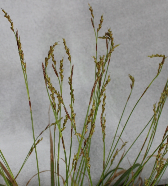 Pflanzenbild gross Finger-Segge - Carex digitata