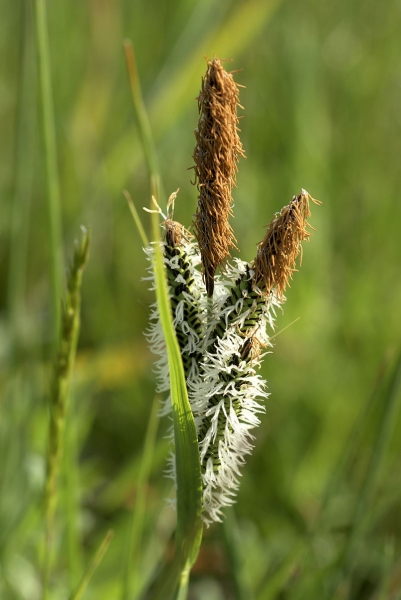 Pflanzenbild gross Steife Segge - Carex elata