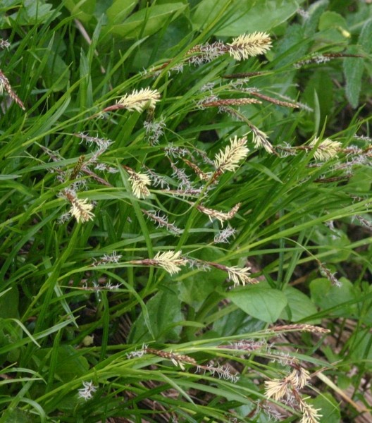 Pflanzenbild gross Rost-Segge - Carex ferruginea