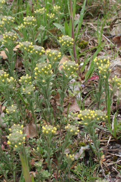 Pflanzenbild gross Kelch-Steinkraut - Alyssum alyssoides
