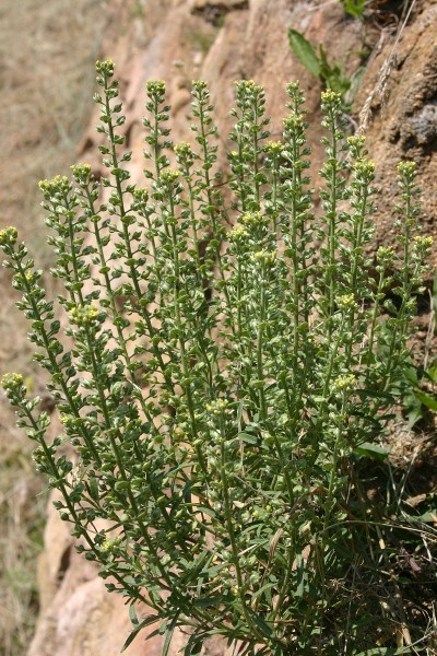 Pflanzenbild gross Kelch-Steinkraut - Alyssum alyssoides