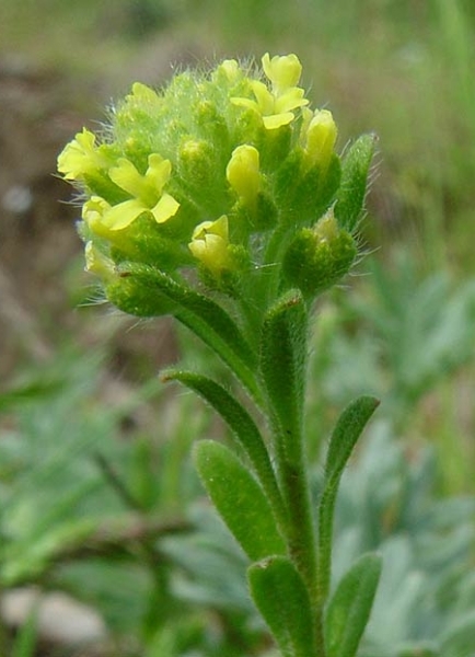 Pflanzenbild gross Kelch-Steinkraut - Alyssum alyssoides