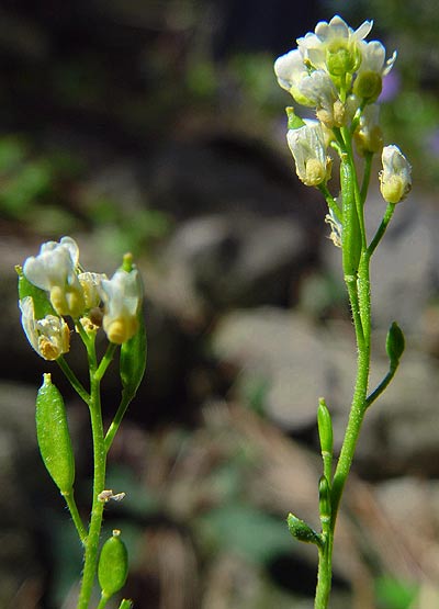 Pflanzenbild gross Gletscher-Felsenblümchen - Draba dubia