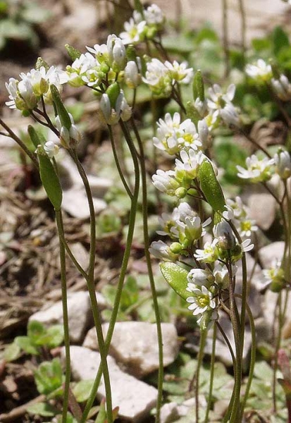 Pflanzenbild gross Frühlings-Hungerblümchen - Erophila verna aggr.