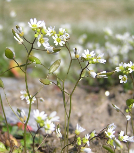 Pflanzenbild gross Frühlings-Hungerblümchen - Erophila verna aggr.