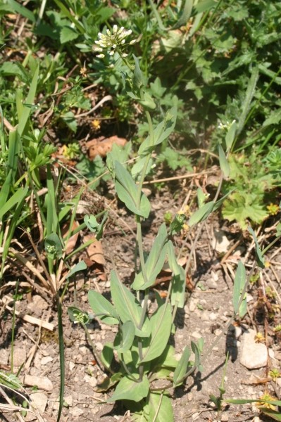 Pflanzenbild gross Stängelumfassendes Täschelkraut - Thlaspi perfoliatum