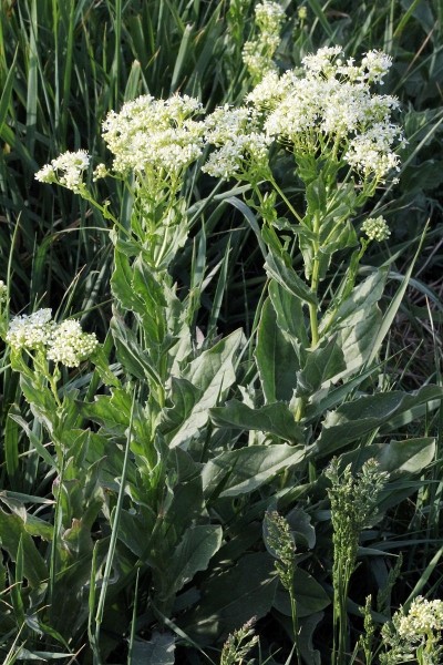 Pflanzenbild gross Pfeilkresse - Cardaria draba