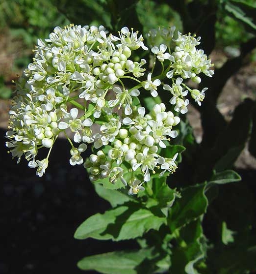 Pflanzenbild gross Pfeilkresse - Cardaria draba