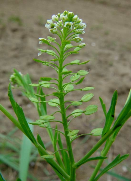 Pflanzenbild gross Virginische Kresse - Lepidium virginicum