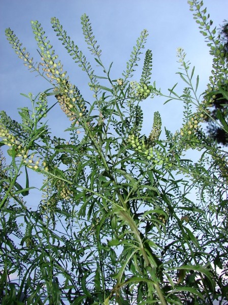 Pflanzenbild gross Virginische Kresse - Lepidium virginicum