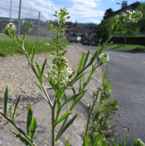 Pflanzenbild gross Virginische Kresse - Lepidium virginicum