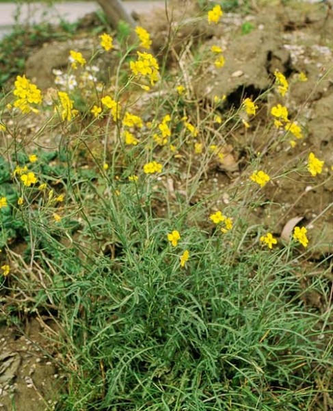 Pflanzenbild gross Schmalblättriger Doppelsame - Diplotaxis tenuifolia