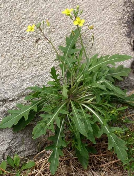 Pflanzenbild gross Mauer-Doppelsame - Diplotaxis muralis