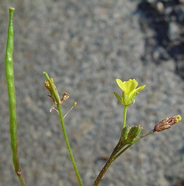 Pflanzenbild gross Mauer-Doppelsame - Diplotaxis muralis