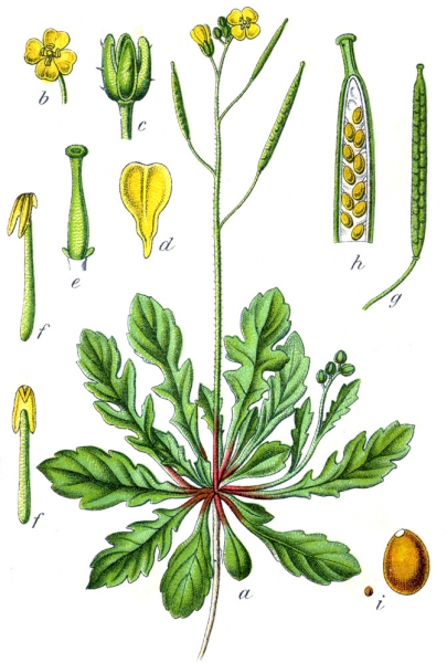 Pflanzenbild gross Mauer-Doppelsame - Diplotaxis muralis