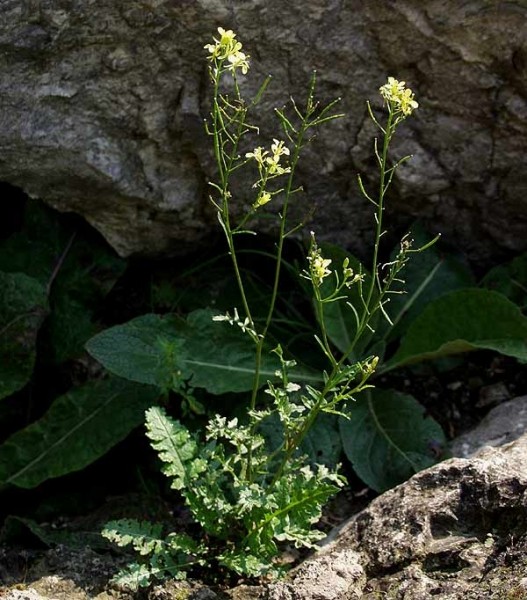 Pflanzenbild gross Brunnenkressenblättrige Rampe - Erucastrum nasturtiifolium