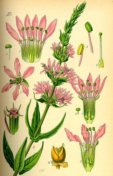 Pflanzenbild gross Blut-Weiderich - Lythrum salicaria