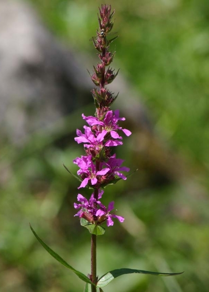 Pflanzenbild gross Blut-Weiderich - Lythrum salicaria