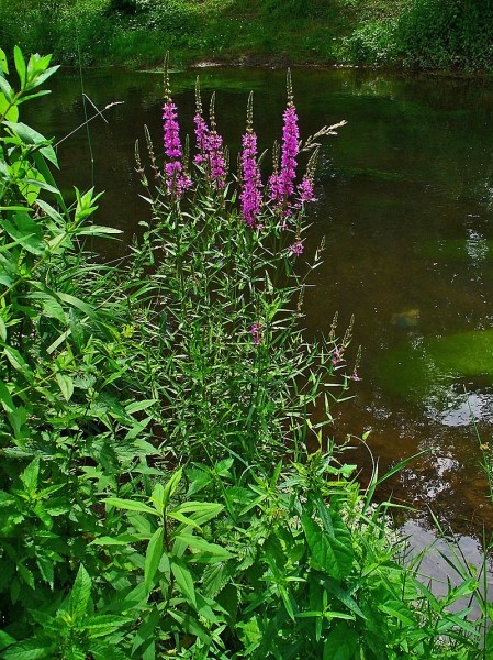 Pflanzenbild gross Blut-Weiderich - Lythrum salicaria