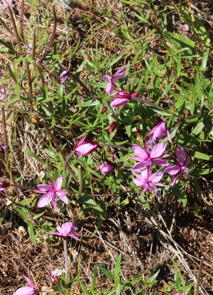 Pflanzenbild gross Fleischers Weidenröschen - Epilobium fleischeri