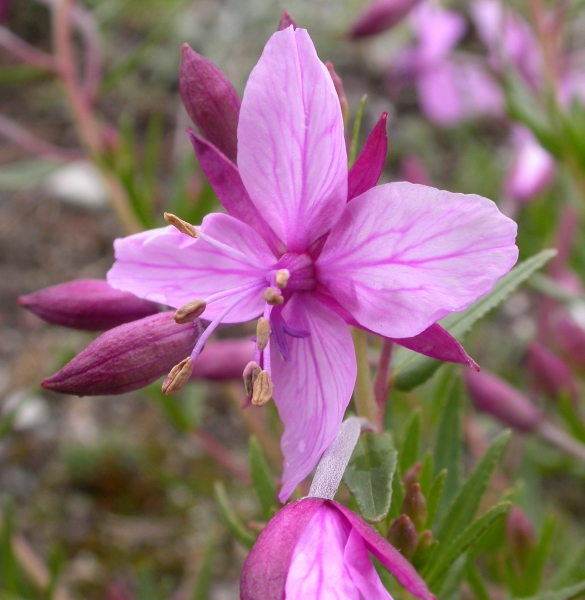 Pflanzenbild gross Fleischers Weidenröschen - Epilobium fleischeri