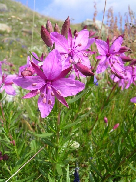 Pflanzenbild gross Fleischers Weidenröschen - Epilobium fleischeri