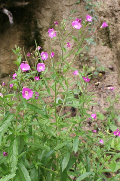 Pflanzenbild gross Zottiges Weidenröschen - Epilobium hirsutum