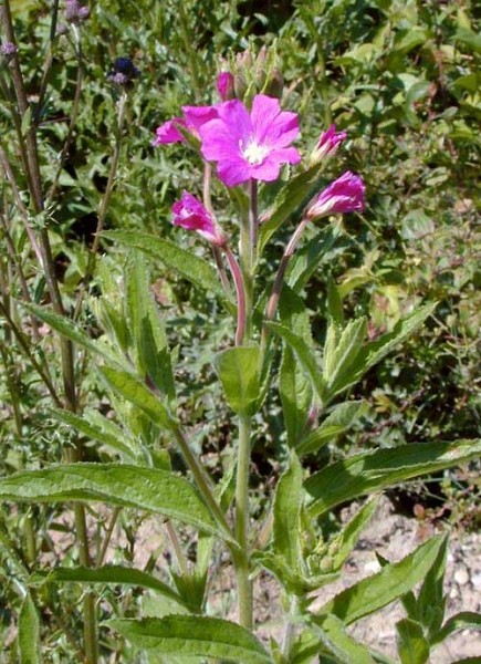 Pflanzenbild gross Zottiges Weidenröschen - Epilobium hirsutum