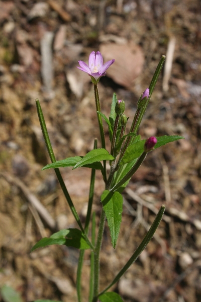 Pflanzenbild gross Kleinblütiges Weidenröschen - Epilobium parviflorum