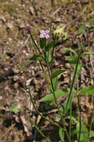 Pflanzenbild gross Kleinblütiges Weidenröschen - Epilobium parviflorum