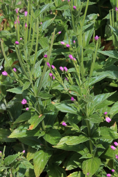 Pflanzenbild gross Quirlblättriges Weidenröschen - Epilobium alpestre