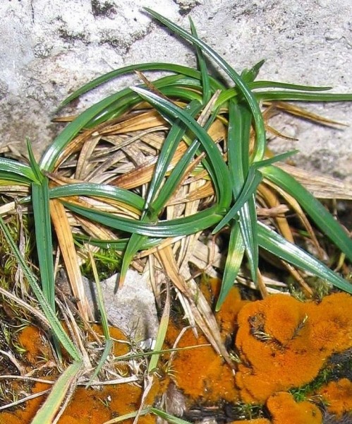 Pflanzenbild gross Polster-Segge - Carex firma