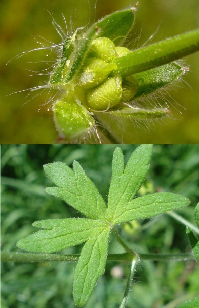 Pflanzenbild gross Weicher Storchschnabel - Geranium molle