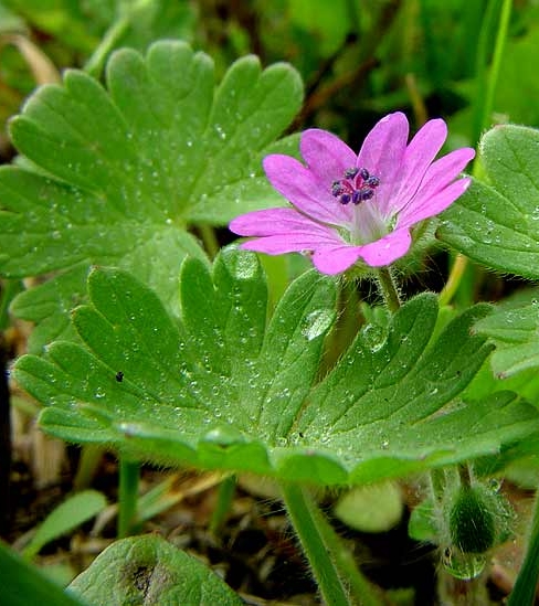 Pflanzenbild gross Weicher Storchschnabel - Geranium molle