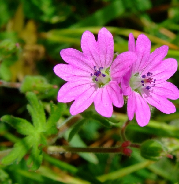 Pflanzenbild gross Weicher Storchschnabel - Geranium molle