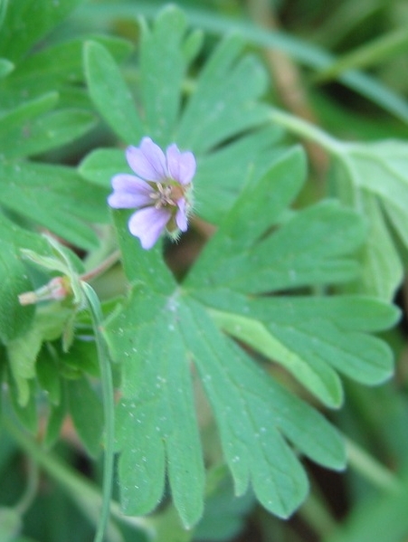 Pflanzenbild gross Kleiner Storchschnabel - Geranium pusillum