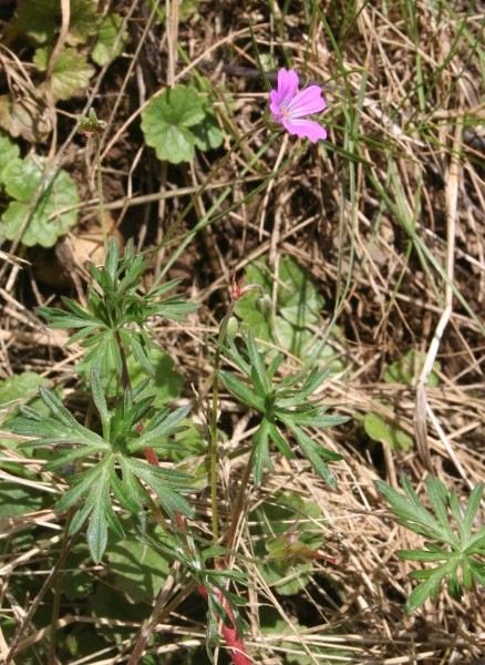 Pflanzenbild gross Tauben-Storchschnabel - Geranium columbinum