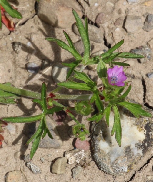 Pflanzenbild gross Schlitzblättriger Storchschnabel - Geranium dissectum