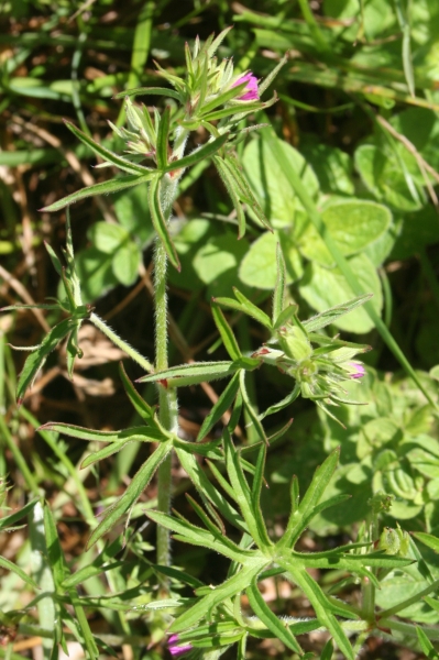Pflanzenbild gross Schlitzblättriger Storchschnabel - Geranium dissectum
