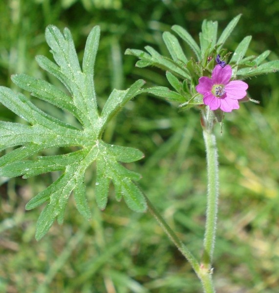 Pflanzenbild gross Schlitzblättriger Storchschnabel - Geranium dissectum