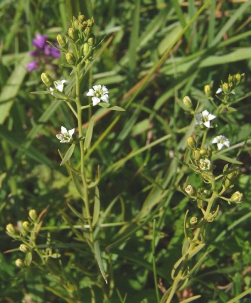 Pflanzenbild gross Pyrenäen-Bergflachs - Thesium pyrenaicum